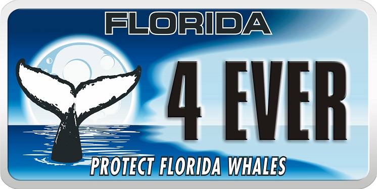 photo of protect florida whales specialty license plate