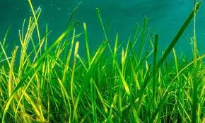 Seagrass 1