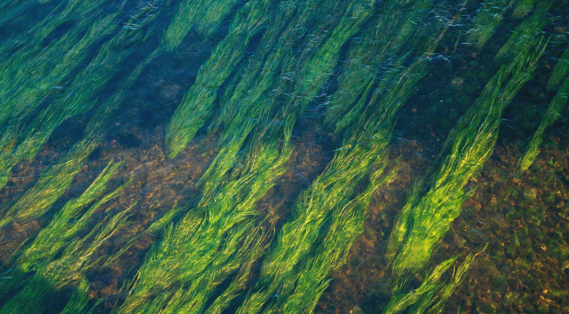HBOIF ocean seaweed